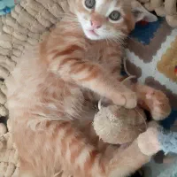 گربه ی ملوس