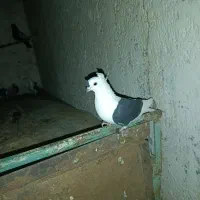 کبوتر پشتی کاکل شاخی دمسفید|پرنده|بردسکن, |دیوار