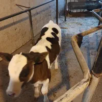 گوساله ماده|حیوانات مزرعه|خمینی‌شهر, |دیوار