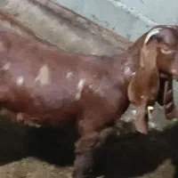 سه عدد بز پاکستانی