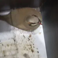 بلدرچین کوهی