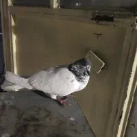 کفتر|پرنده|مشکیندشت, |دیوار