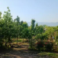 اجاره کوتاه مدت خونه ویلایی