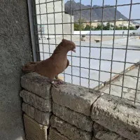 ماده زرد قزوینی