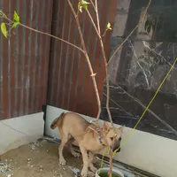 سگ ژرمن 3ماهه