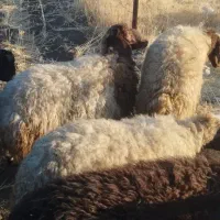 بره گوشتی|حیوانات مزرعه|مریوان, |دیوار