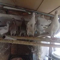 کفتر فروشی|پرنده|بیرجند, |دیوار