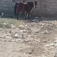 اسب|اسب و تجهیزات اسبسواری|تربت جام, میان جام|دیوار