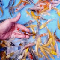 فروش ماهی گلدفیش کوی گرید بالا|ماهی|تهران, استاد معین|دیوار