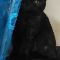 گربه|گربه|هشتگرد, شهرک بعثت|دیوار