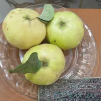 به بومی