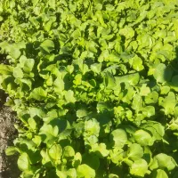 سبزی خورشتی تازه رامهرمز