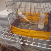 جفت عروس هلندی فول مولد|پرنده|اهواز, پردیس|دیوار