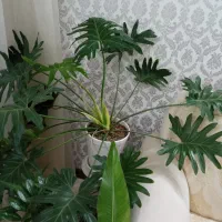 گل شفرا . گل برگ انجیری