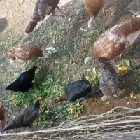 مرغ خروس|حیوانات مزرعه|امیدیه, |دیوار