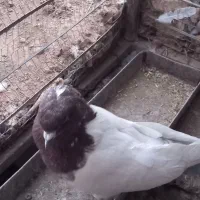 کبوتر سر سورخ