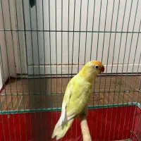 کوتله برزیلی|پرنده|برازجان, |دیوار