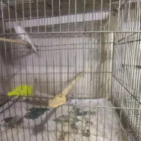 پرنده|پرنده|سلامی, |دیوار