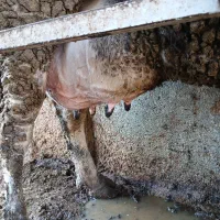 گاو|حیوانات مزرعه|تربت جام, جامرود|دیوار