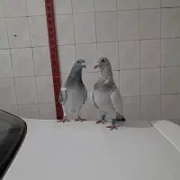جفت پلاکی