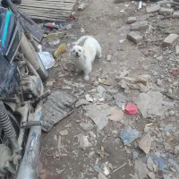 مریوان پارک شانو