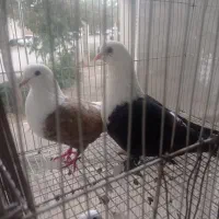 کربلای.خط دار