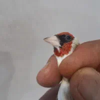 سهره نر