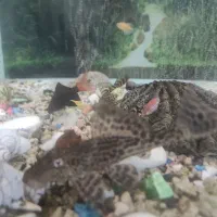 لجن خوار|ماهی|سنندج, |دیوار