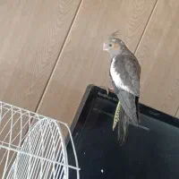 فروش عروس هلندی دستی|پرنده|مشهد, بهمن|دیوار