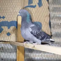 کبوتر کفتر  زرهی دم سفید  اصفهانی|پرنده|فلاورجان, |دیوار