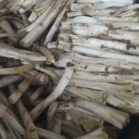 کنگر تازه