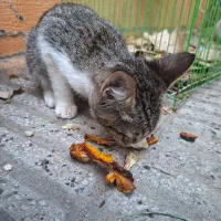 دوتا گربه اهلی|گربه|گرگان, |دیوار