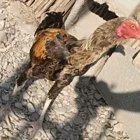 خروس سالم سرحال