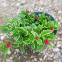 رزماری نهال اسطوخودوس گل خرزهره درخت ناز زیتون تلخ|گل و گیاه طبیعی|تهران, نیاوران|دیوار