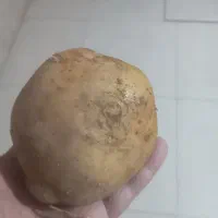 فروش سیب بذری