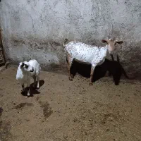 خالص اصیل|حیوانات مزرعه|ساری, |دیوار