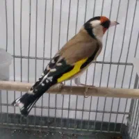 سهره با قفس