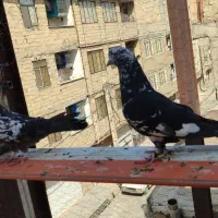 ۱۰ عدد کفتر پرشی|پرنده|مشکین‌دشت, |دیوار