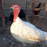 تخم بوقلمون آلبینو