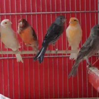 قناری جوان|پرنده|فولادشهر, زاینده رود|دیوار