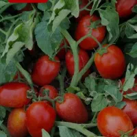 بذر گوجه فرنگی وادارو 1012 و 21700|خدمات باغبانی و درختکاری|قزوین, |دیوار