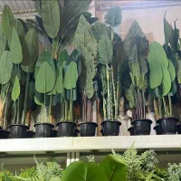 گرین وال درخت مصنوعی و درختچه و گل و گیاه مصنوعی