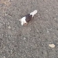 کبوتر هر ک خواست پیام بده|پرنده|عنبرآباد, |دیوار