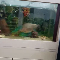 ماهی گوشتخوار درشت|ماهی|مشهد, امیرآباد|دیوار