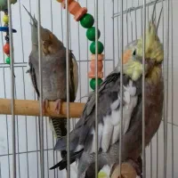 هر دو گمشده در شهر هشتپر روستای سوراپشت|حیوانات|تالش, هشتپر|دیوار