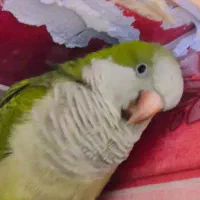 طوطی راهب  سخنگو