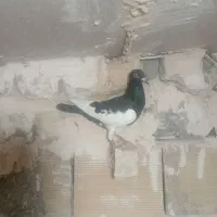 یهودی سیاه ماده