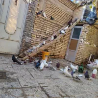 کفتر|پرنده|بن, |دیوار