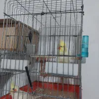 عروسی هلندی  با آلبینو سفید|پرنده|رشت, جماران|دیوار