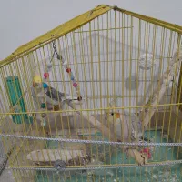 عروس هلندی لوتینو|پرنده|نهاوند, |دیوار